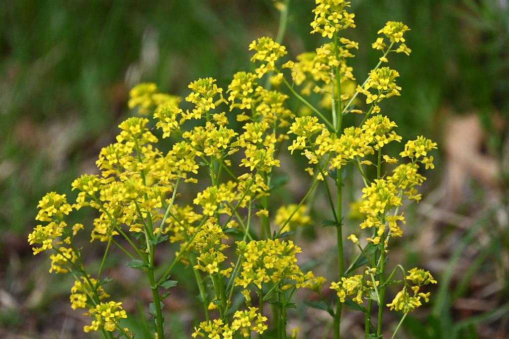 2025-05087756 Parker River NWR, MA.JPG - Yellow Rockcress. Parker River National Wildlife Refuge, MA, 5-8-2025